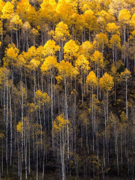 aspren sprout|Aspen Tree Growth Cycle: From Seedling to Mature Tree